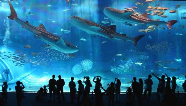 Barcelona Aquarium: Oceanarium