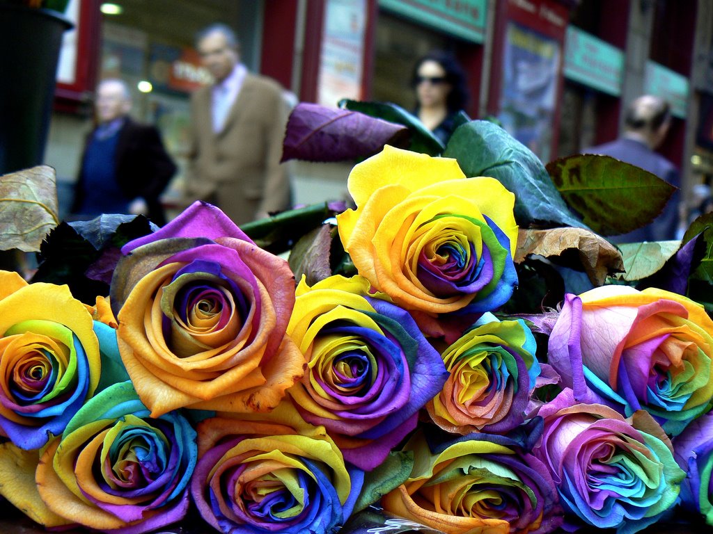 Barcelona Spring 2012: Festival de St. Jordi