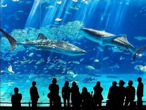 Barcelona Aquarium: Vetrina degli Squali