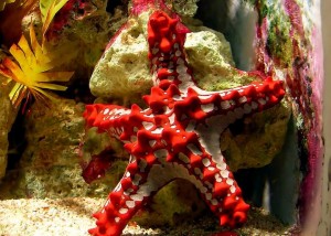 Barcelona Aquarium: Starfish