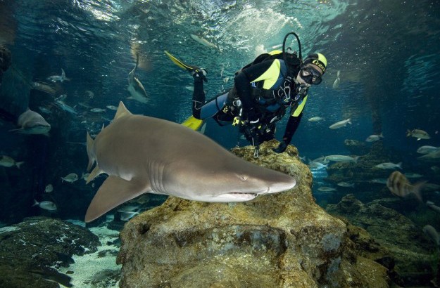 Barcelona Aquarium: Entdecken Sie die mediterranen Tiefen