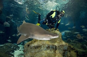 Barcelona Aquarium Mit Haien tauchen