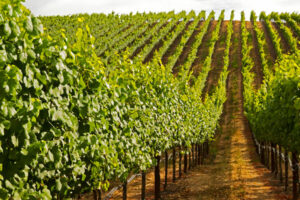 Barcelona Wine Tours: Vineyards in Penedès