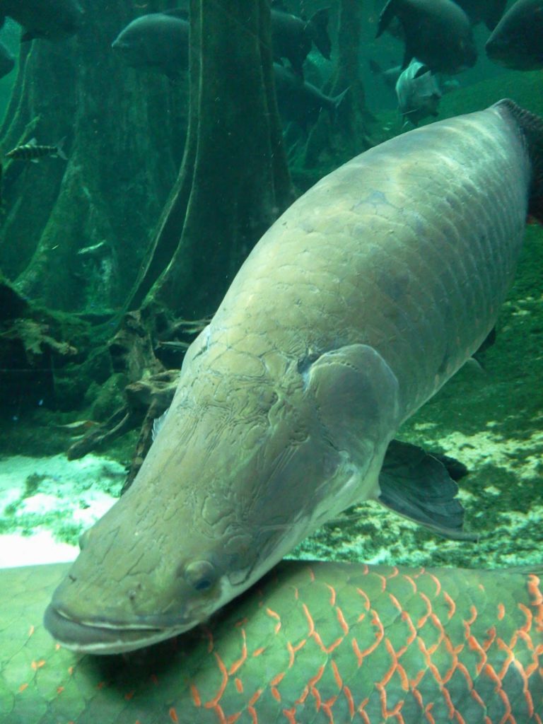 Cosmocaixa Amazon River Exhibit