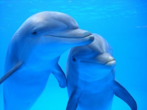 Delfines del zoo de Barcelona