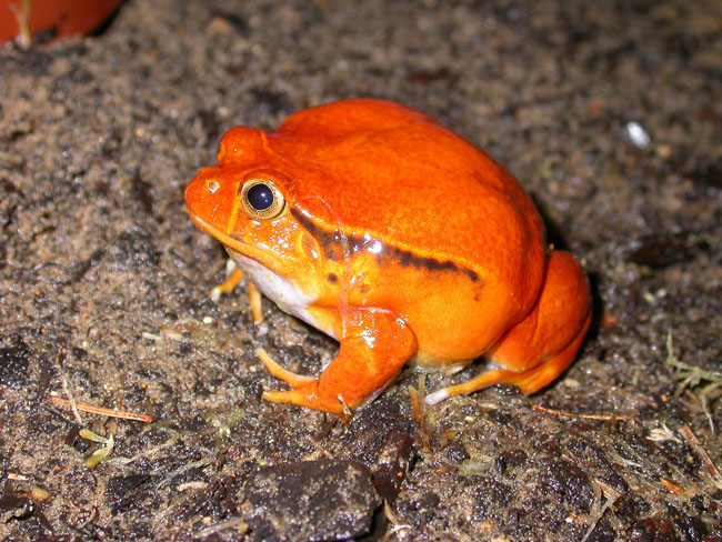 Exotic Frog, Barcelona Zoo