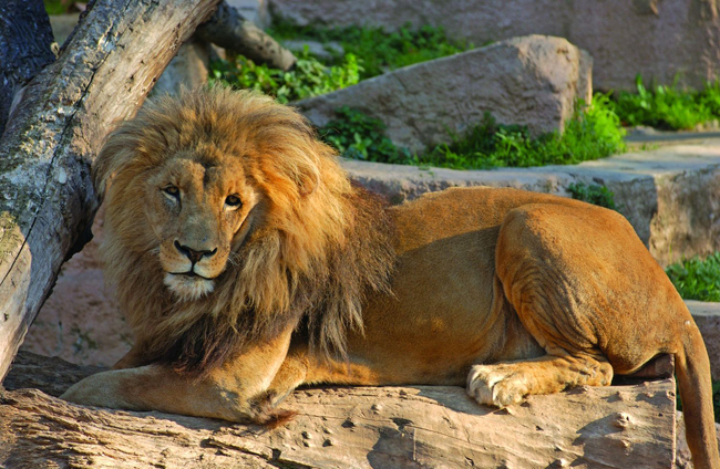 Lion, Barcelona Zoo