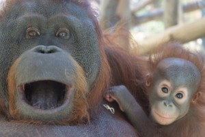 Orangutanes en el zoo de Barcelona