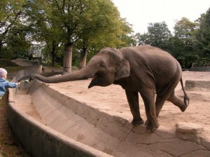 Elephant, Barcelona Zoo