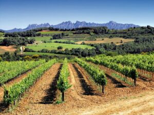 Tour de Vinos de Barcelona en la región de Pendes