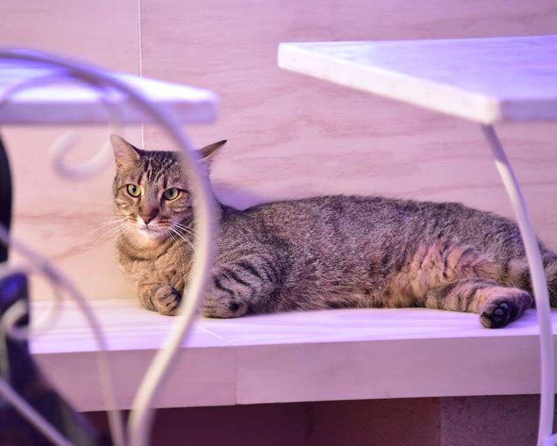 Espai DeGats – het Katten Café van Barcelona