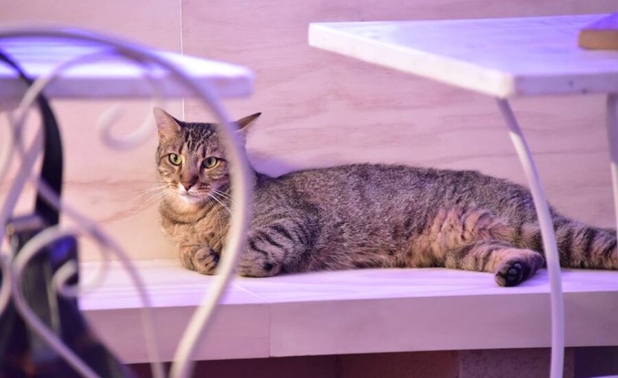 Espai DeGats – Barcelona’s Cat Café