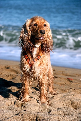 Dog Barcelona beach