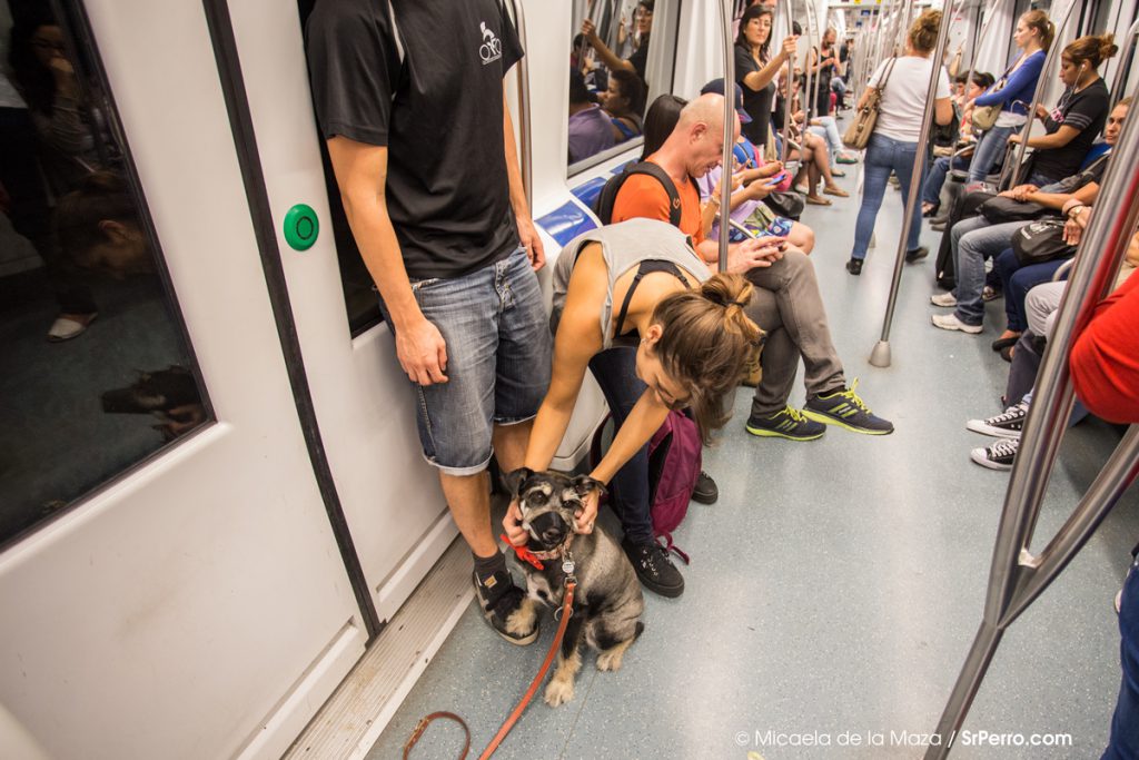 Dog on metro Sr Perro