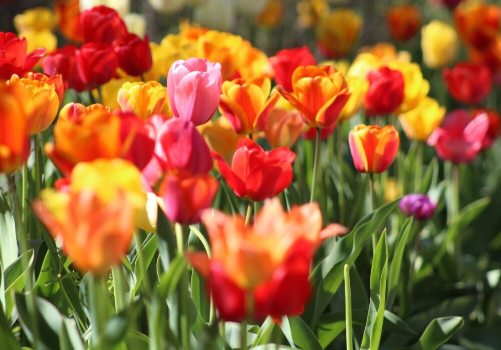 Temps de Flors: Vive el Impresionante Festivales de Las Flores en Girona