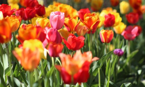Temps de Flors: Vive el Impresionante Festivales de Las Flores en Girona