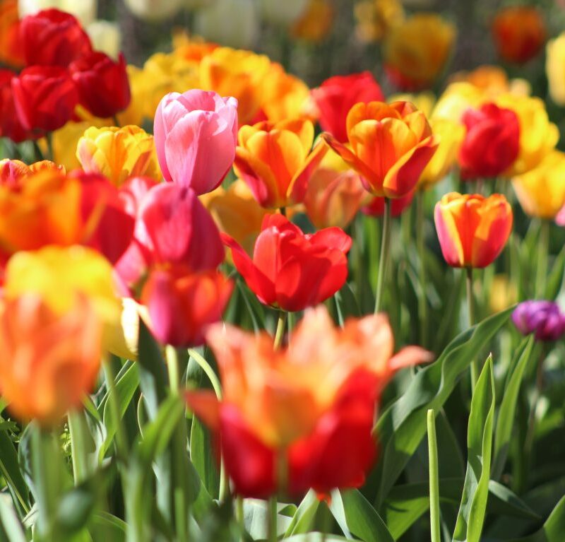 Temps de Flors- 赫罗纳2022年鲜花节