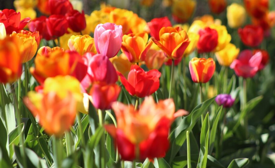 Temps de Flors: Festival des fleurs de Gérone 2024