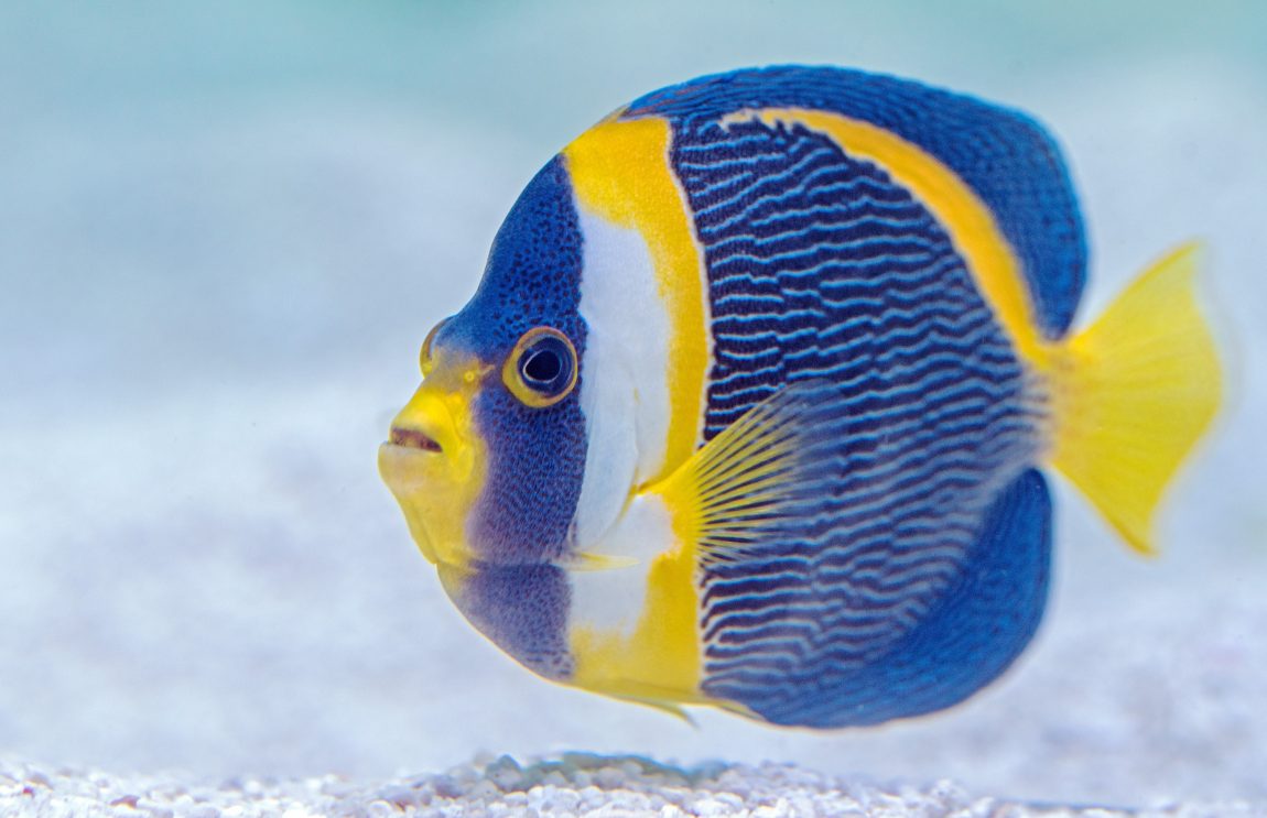 Синица разноцветные рыбки