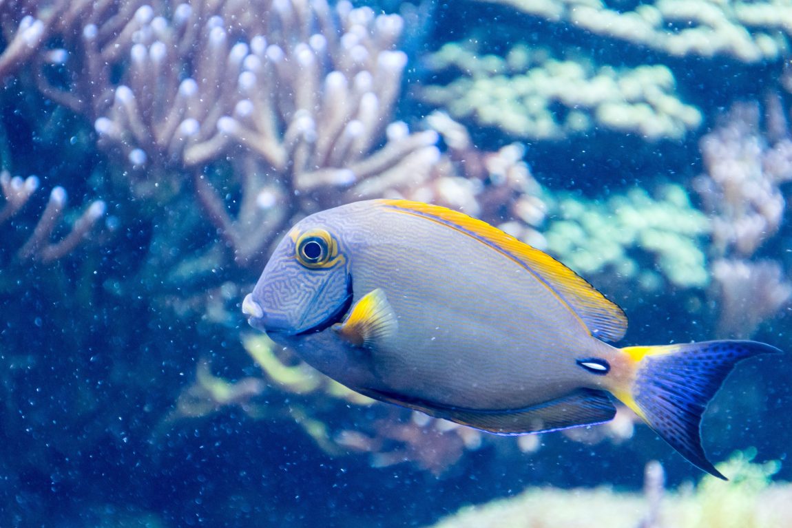 underwater fish