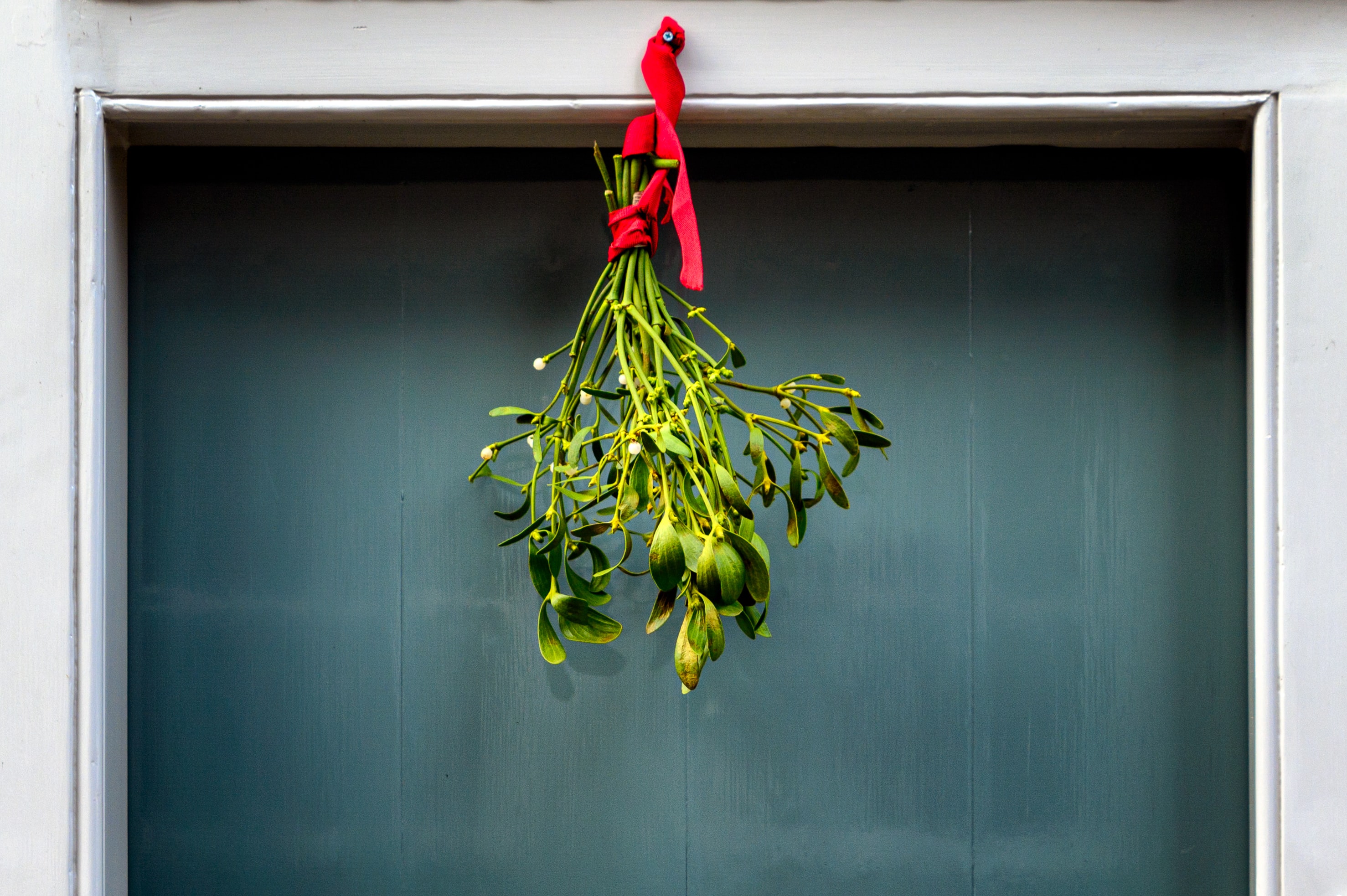 mistletoe