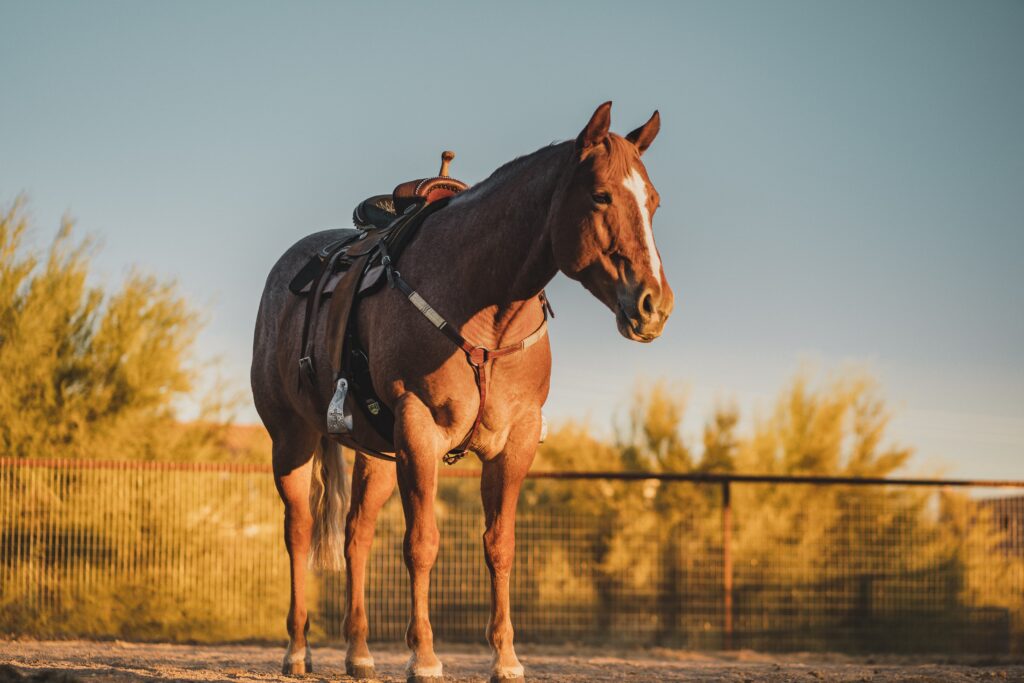 horse riding