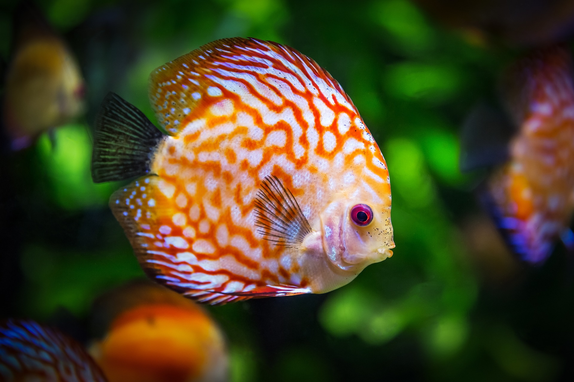 aquarium-barcelona