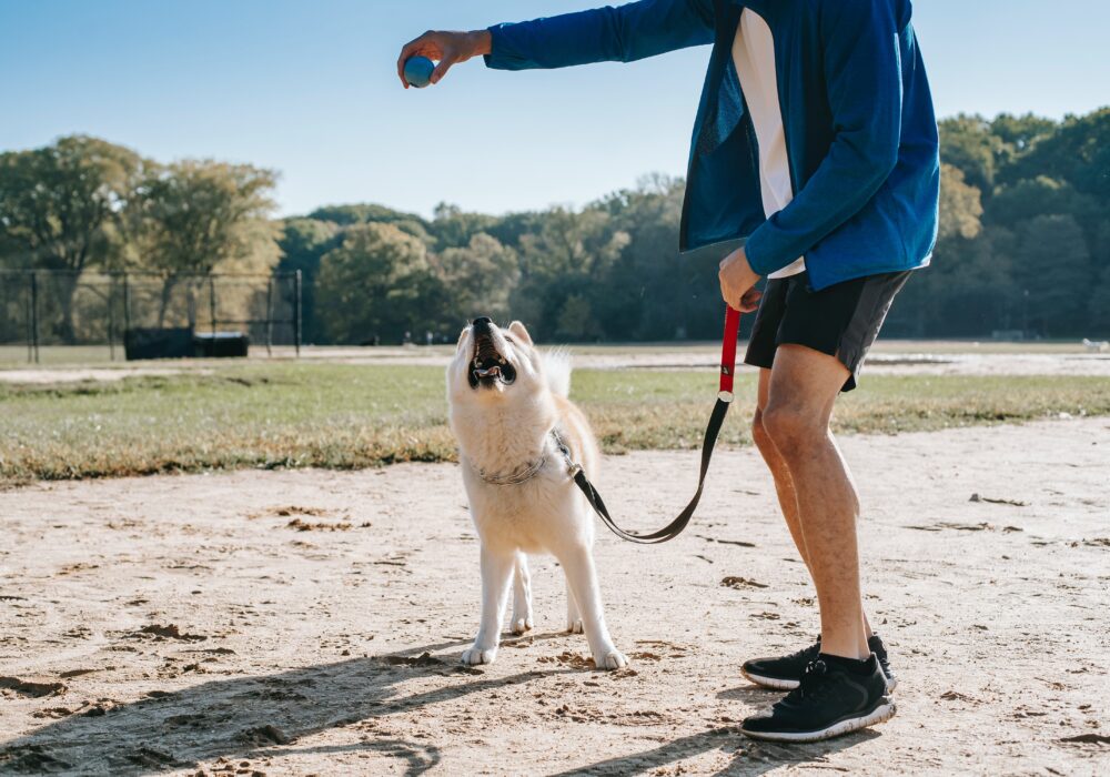 Guía Definitiva para Visitar Barcelona con Perros