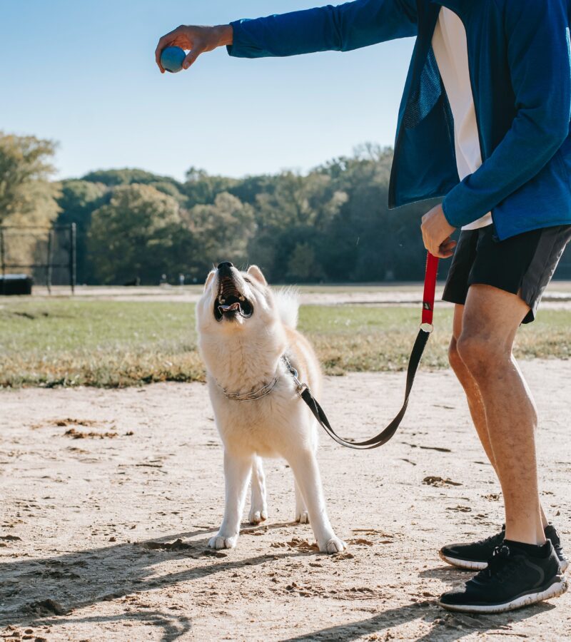 Guida Definitiva per Visitare Barcellona con i Cani