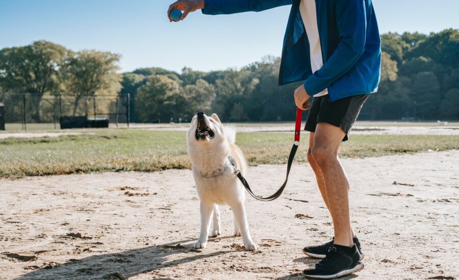 Guía de Barcelona con Perros | Dónde ir