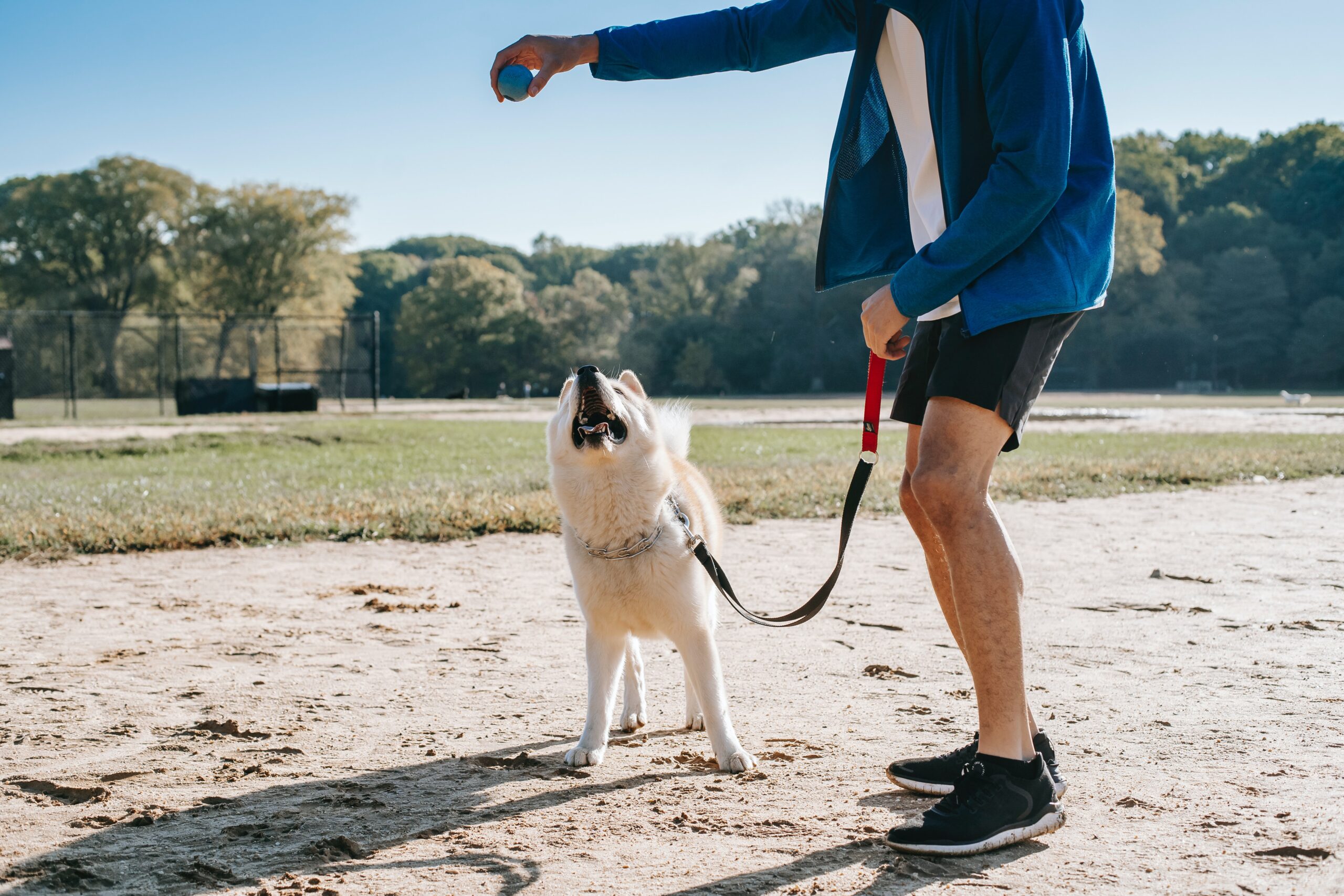 Guía de Barcelona con Perros | Dónde ir