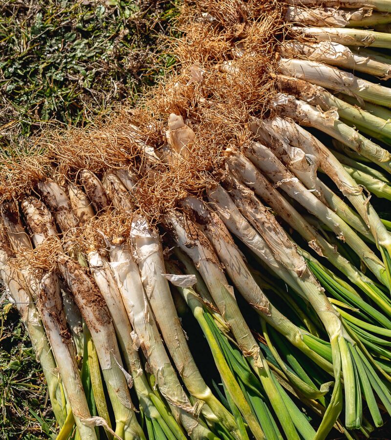 Waar kan ik het beste calçots eten in Barcelona?