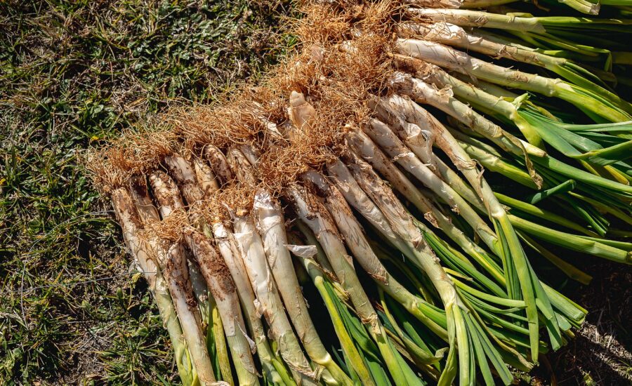 Wo man die besten Calçots in Barcelona isst