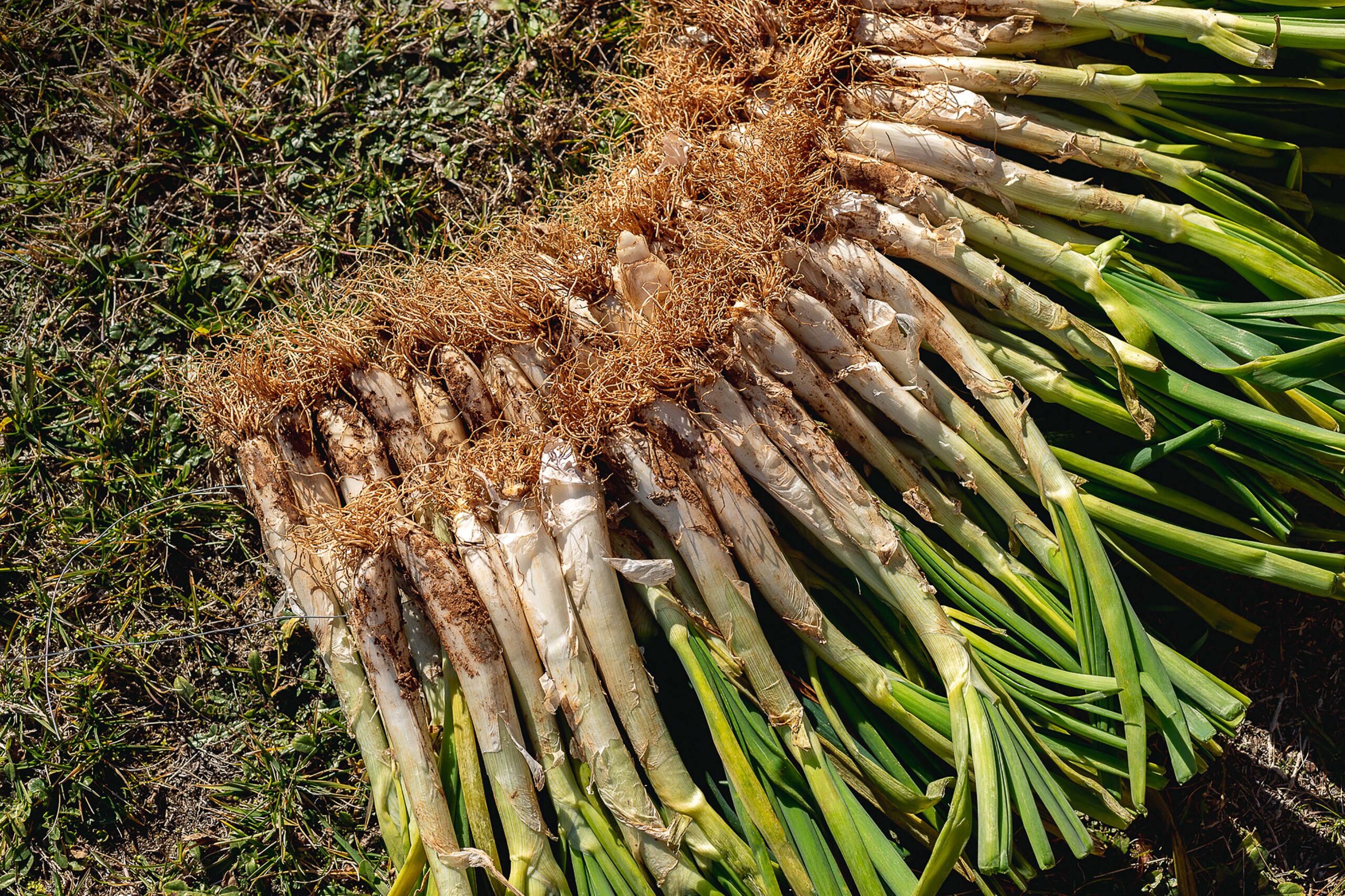 Waar kan ik het beste calçots eten in Barcelona?