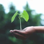 10 Simple Changes for a Greener Lifestyle in 2025