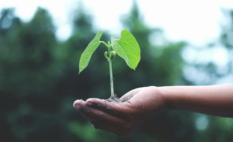 10 Cambios Simples para un Estilo de Vida Verde en 2025