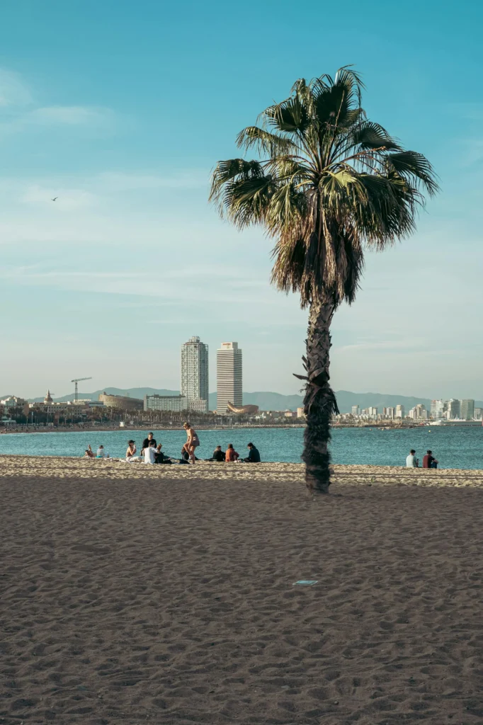 Palm tree on Barceloneta Beach with skyline view of Barcelona, Spain