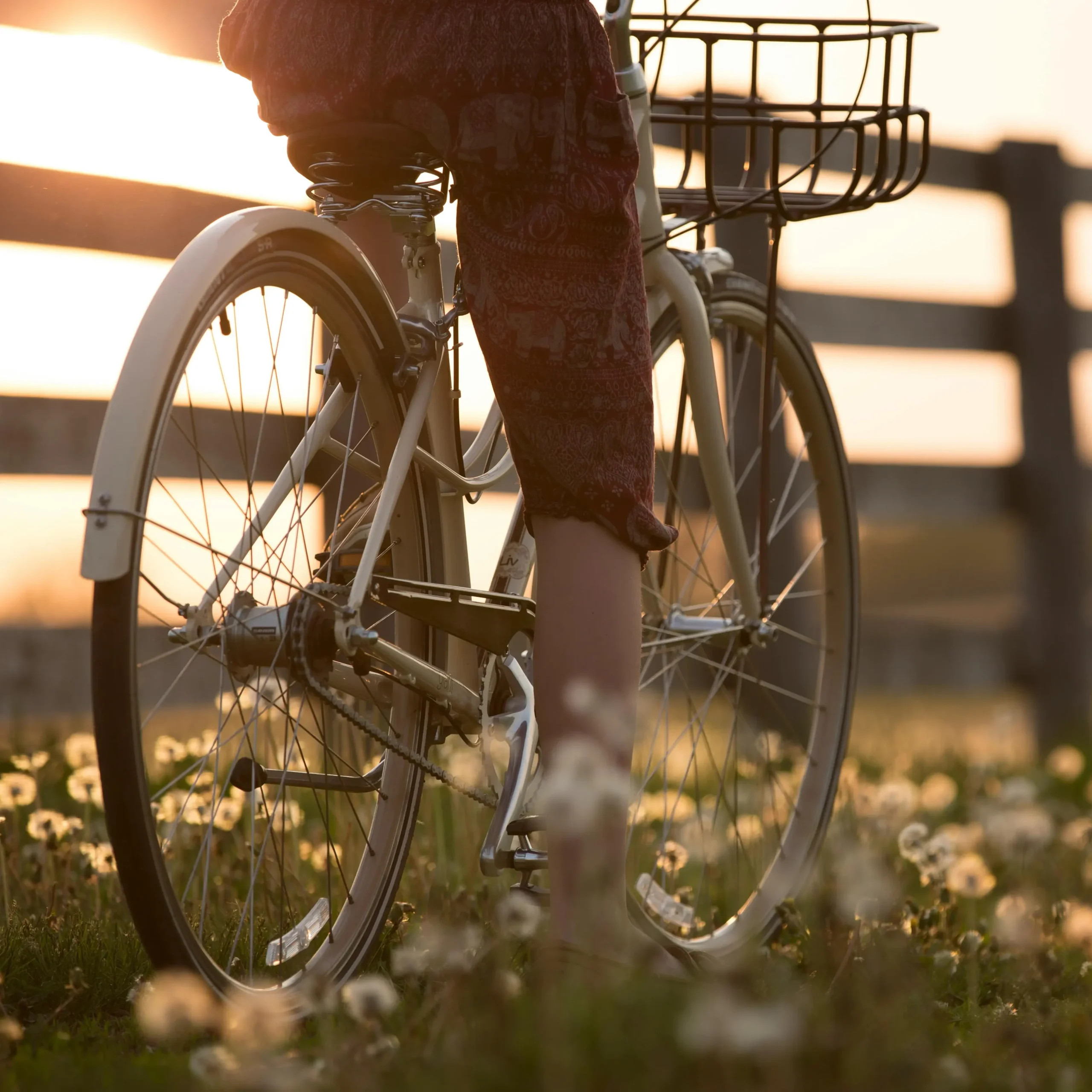 Bicycle Ride Through a Field at Sunset