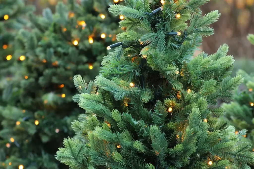 Primer plano de ramas de árboles de Navidad decorados con pequeñas luces cálidas, creando un ambiente festivo y acogedor.