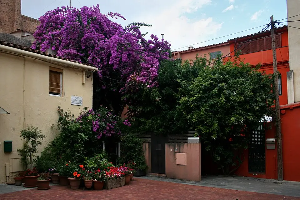 View of Sant Gaietà Square in Sarrià, Barcelona, featuring a large purple bougainvillea, colorful façades, and flower pots decorating the square.