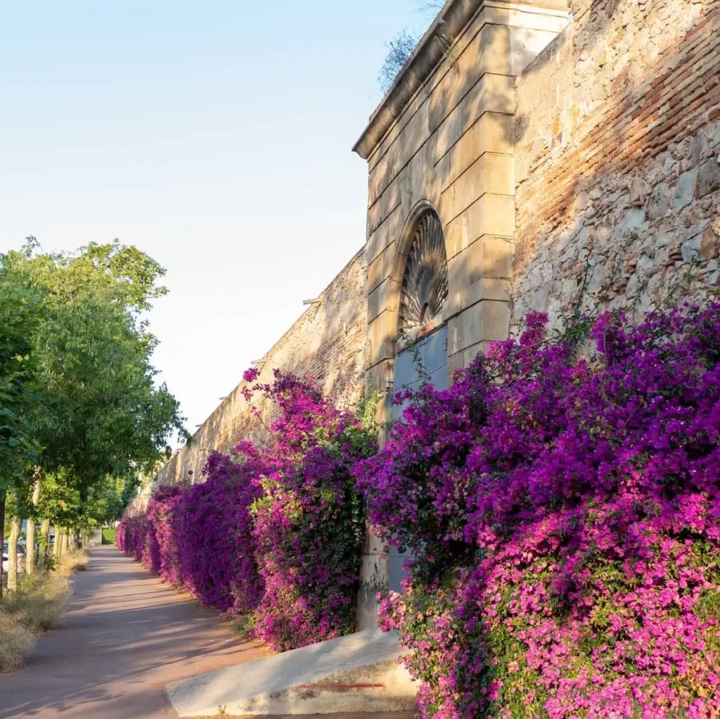 Muro de piedra en el barrio del Poblenou cubierto de buganvillas moradas a lo largo de un camino tranquilo en Barcelona