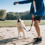 The Ultimate Guide to Visiting Barcelona with Dogs