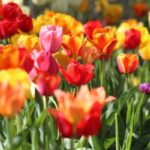 Temps de Flors: Experience Girona’s Stunning Flower Festival