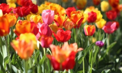 Temps de Flors: Experience Girona’s Stunning Flower Festival