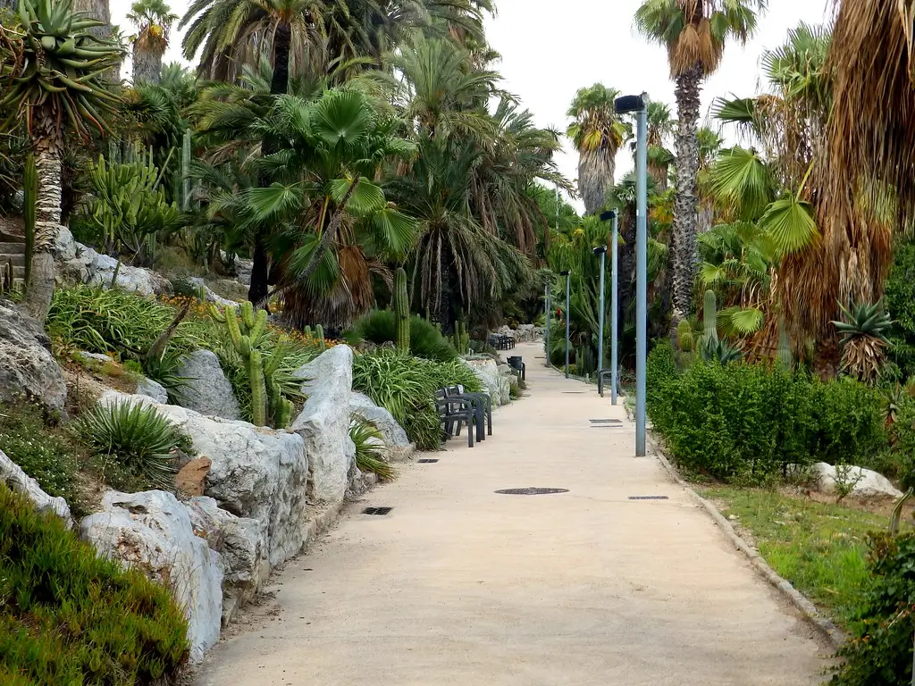 Path surrounded by palm trees, cacti and tropical plants in the Mossèn Costa i Llobrera Gardens on Montjuïc.