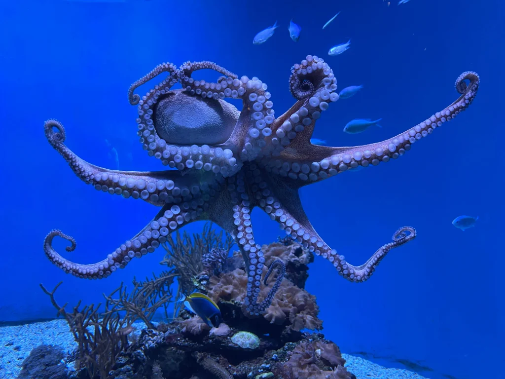 Polpo che nuota tra le rocce in una vasca dell'Acquario di Barcellona.