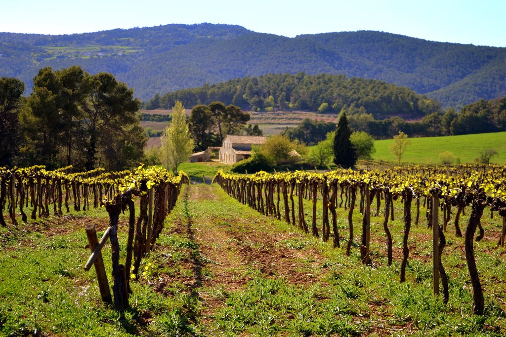 Weinberge in der katalanischen Weinregion Penedès, umgeben von sanften Hügeln und mediterraner Landschaft.