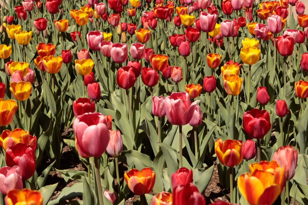 Colourful red, pink, orange and yellow tulips blooming in a garden in Barcelona.