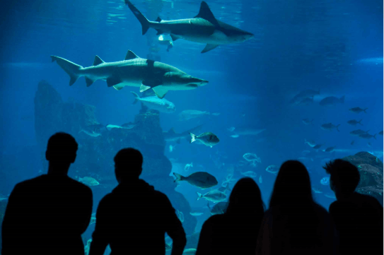 Image of the Oceanarium in the Barcelona Aquarium